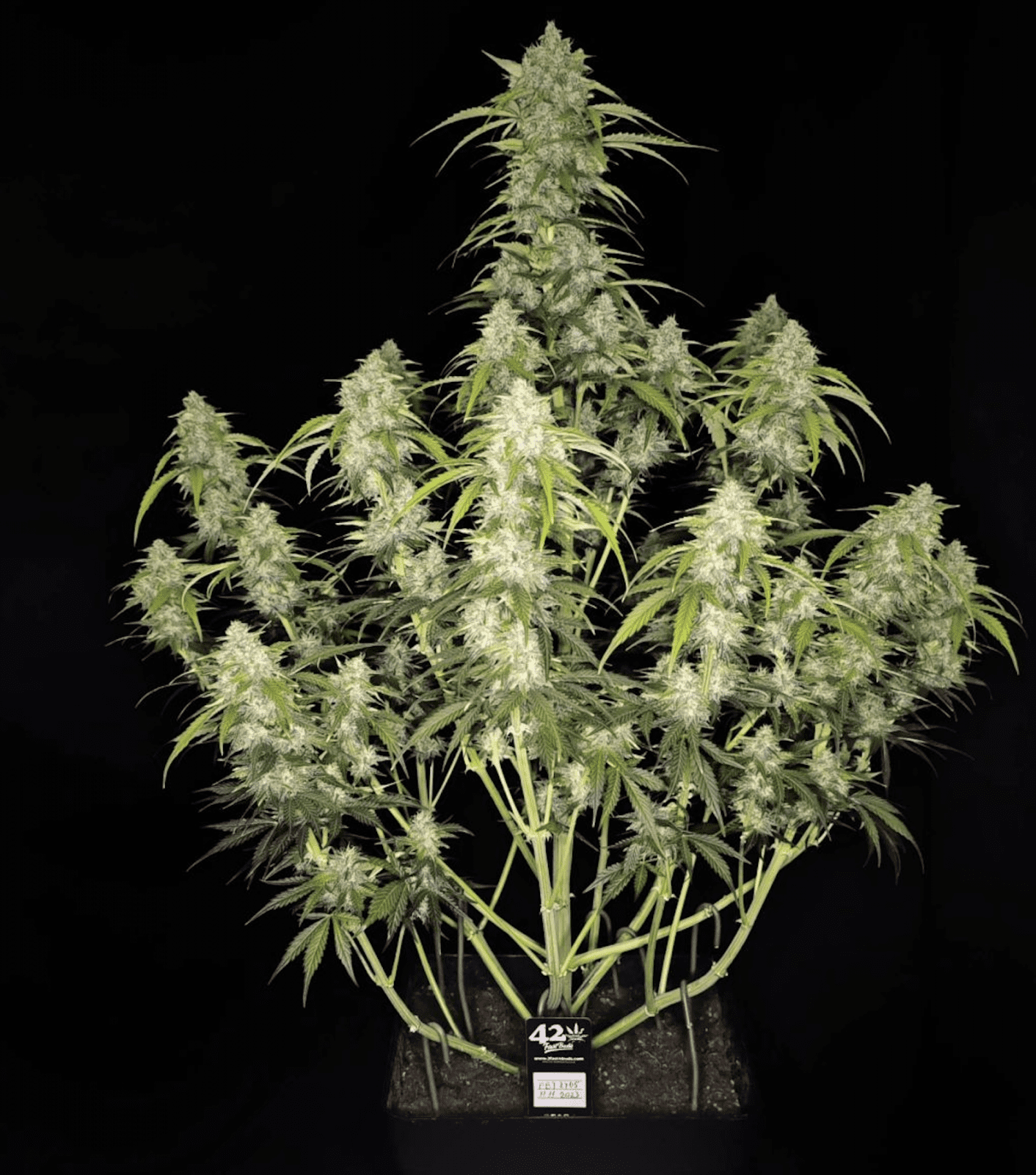 Papaya Cookies Auto™