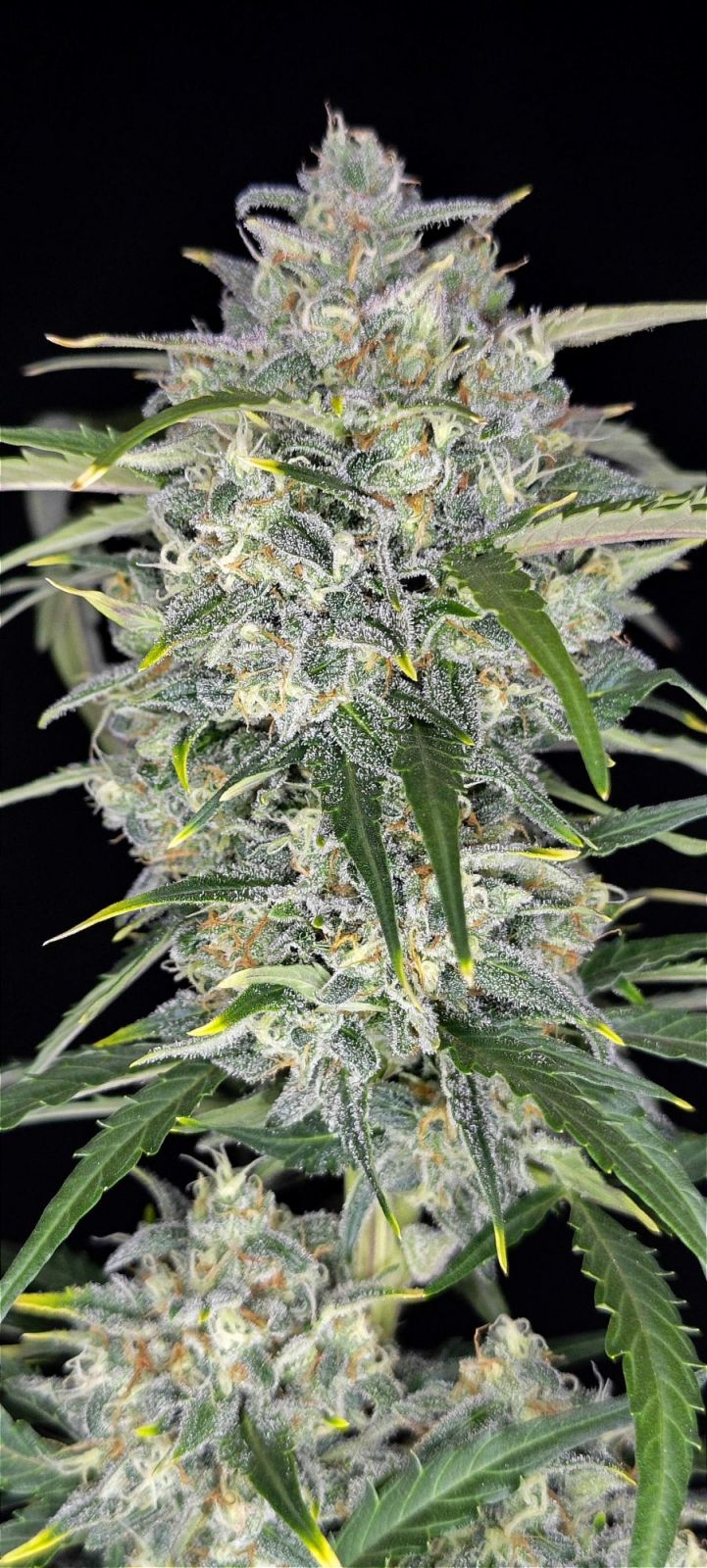 Sour Jealousy Auto™