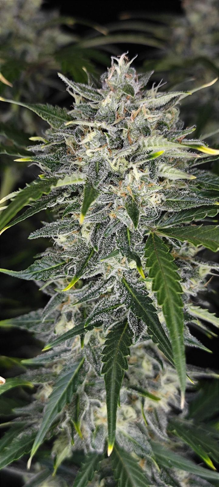 Sour Jealousy Auto™