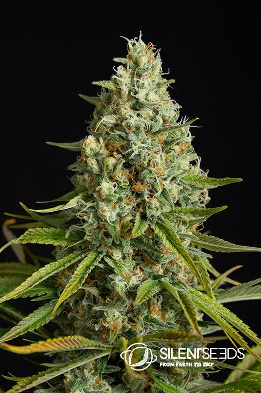 AMNESIA LEMON Silent Seeds