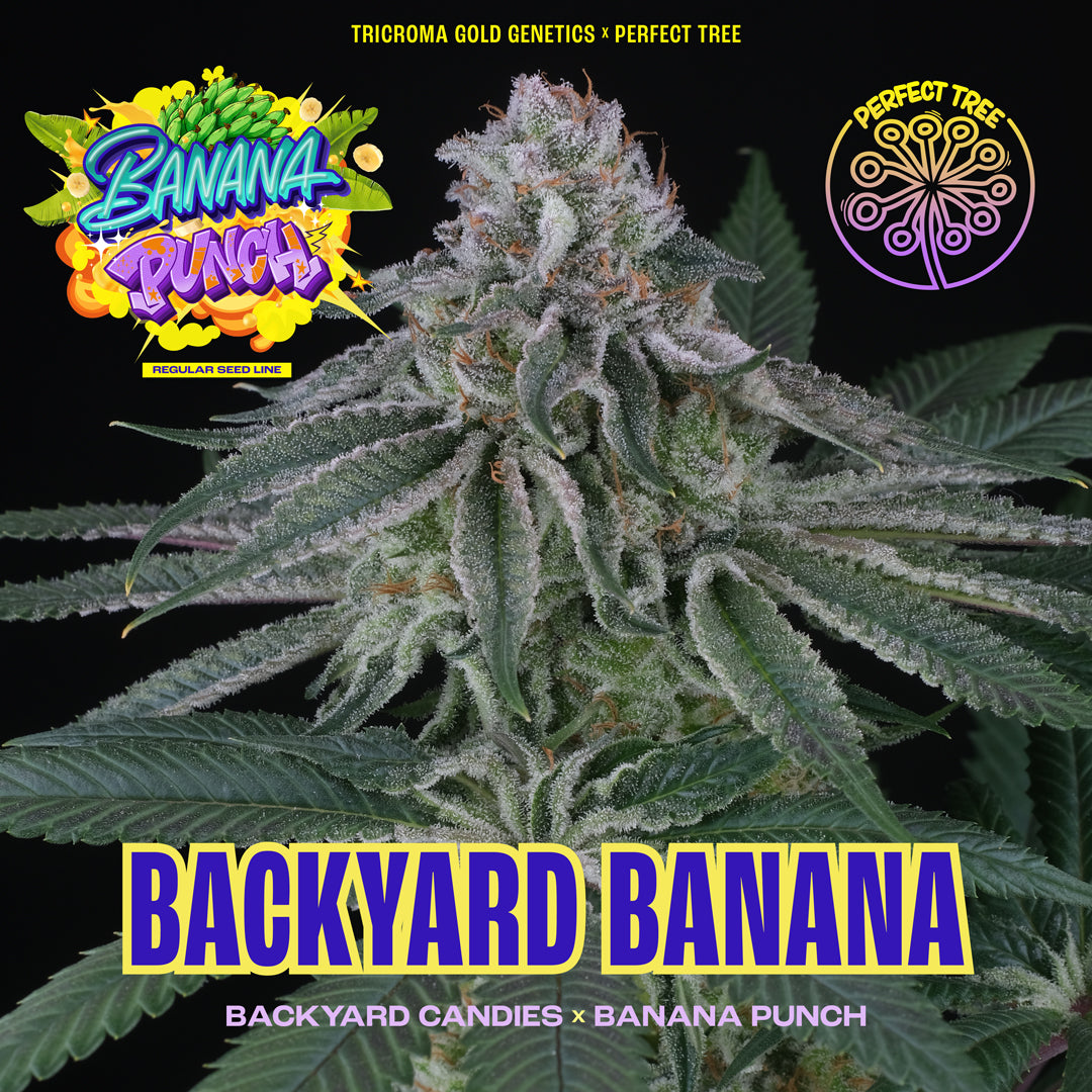 BACKYARD BANANA regular seeds