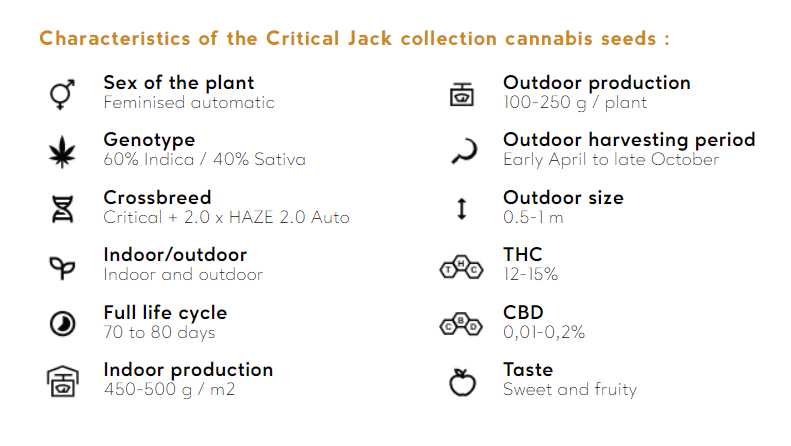 CRITICAL JACK AUTO Silent Seeds