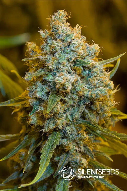 CRITICAL JACK Silent Seeds