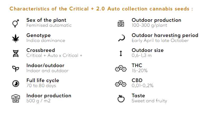 CRITICAL + 2.0 AUTO Silent Seeds