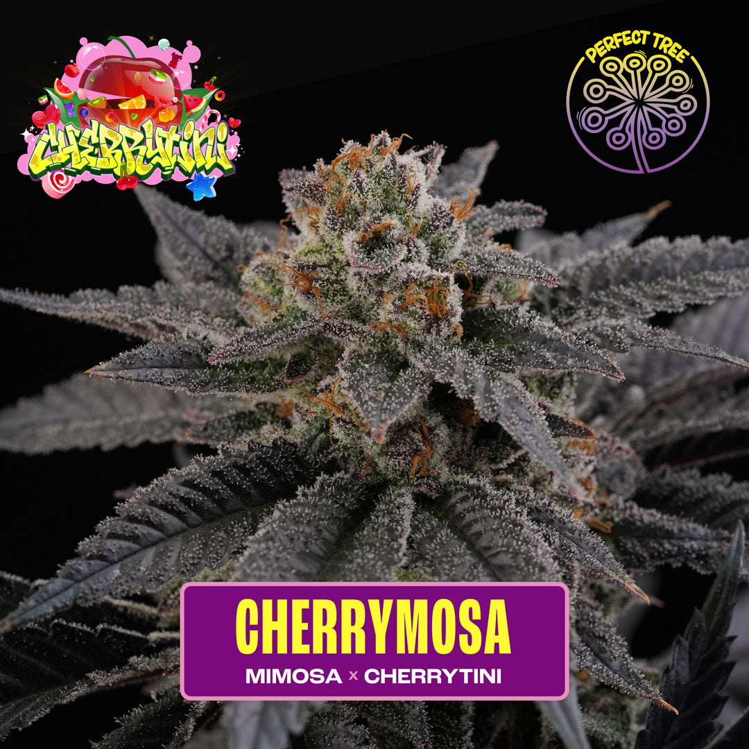 CHERRYMOSA