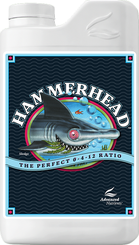 Hammerhead