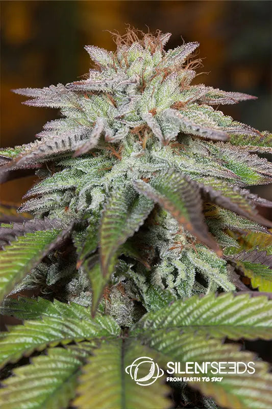 L.A. VANILLA CAKE AUTO Silent Seeds