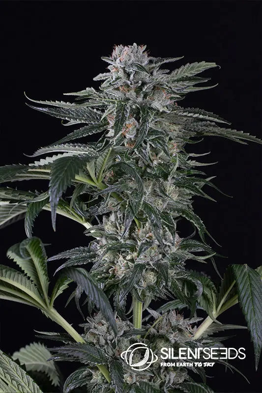 MOBY DICK AUTO Silent Seeds