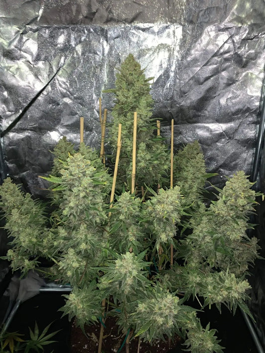 OG Kush Auto FASTBUDS