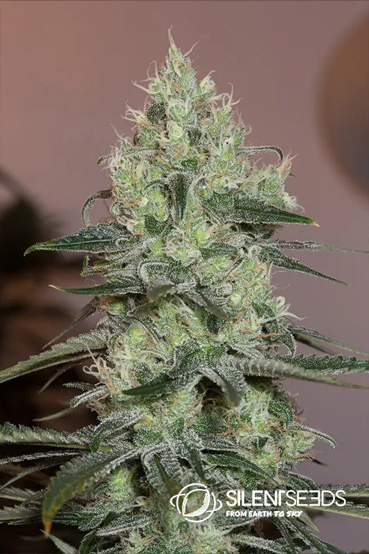 ORIGINAL AMNESIA Silent Seeds