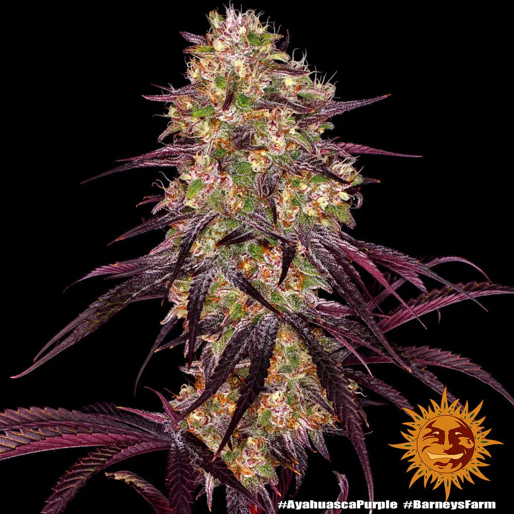 AYAHUASCA PURPLE Barney's Farm