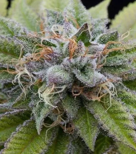 BUBBA KUSH Barney's Farm