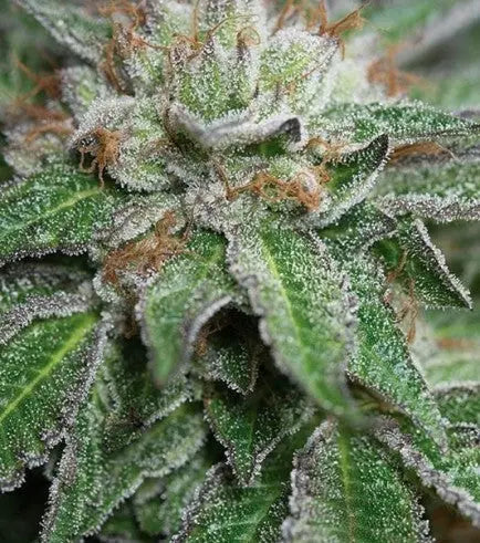 BUBBA KUSH Barney's Farm