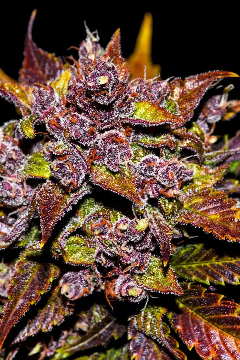 Blackberry Auto FASTBUDS