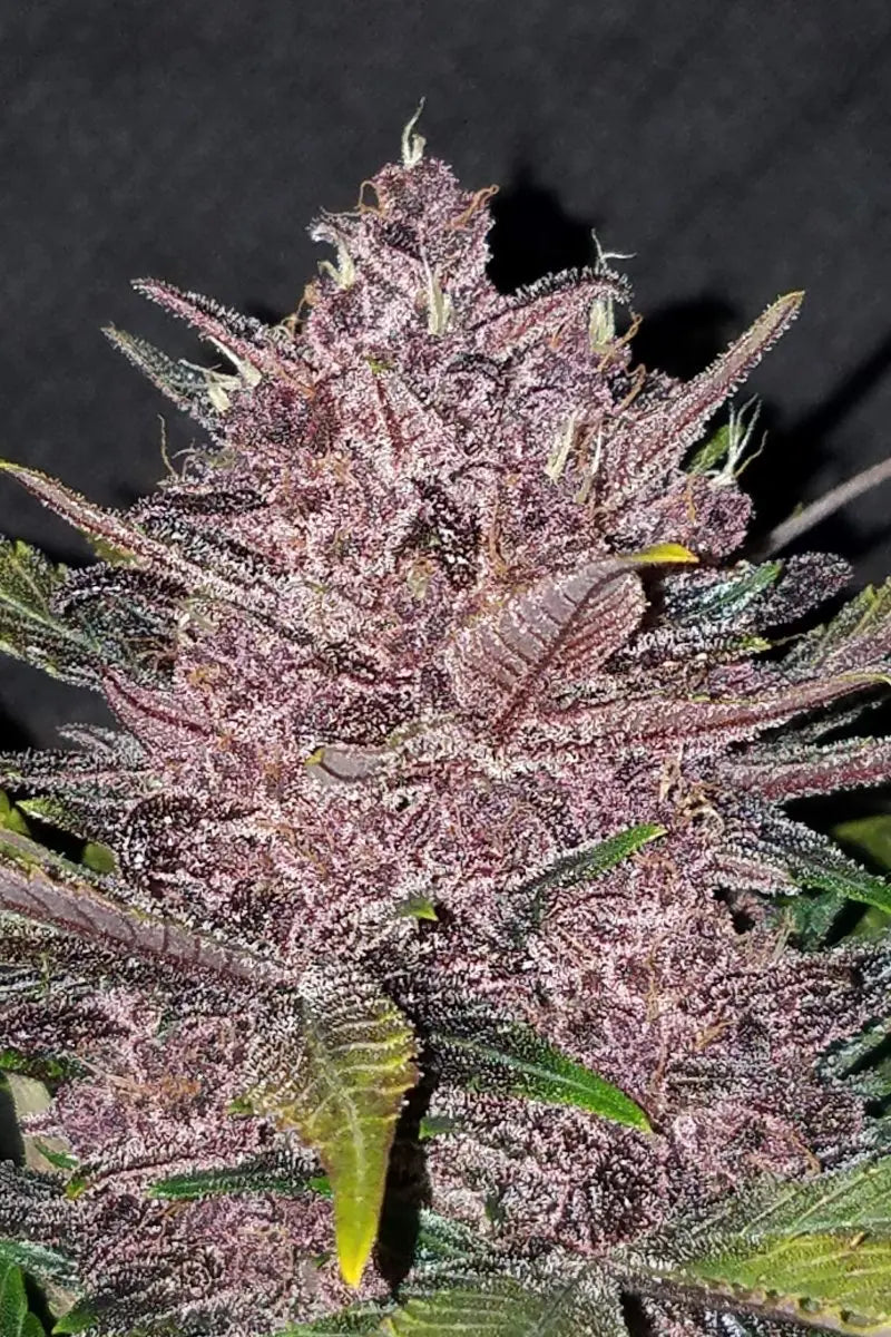 Blackberry Auto FASTBUDS