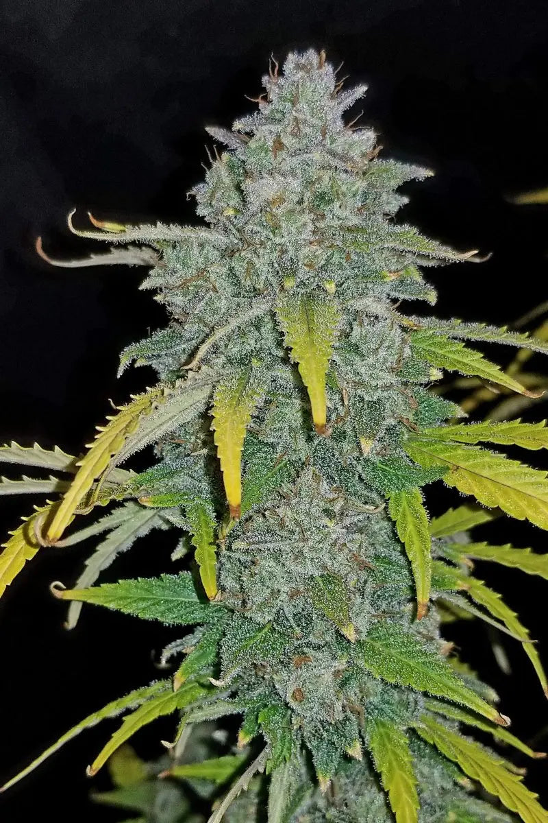 Blue Dream Auto FASTBUDS