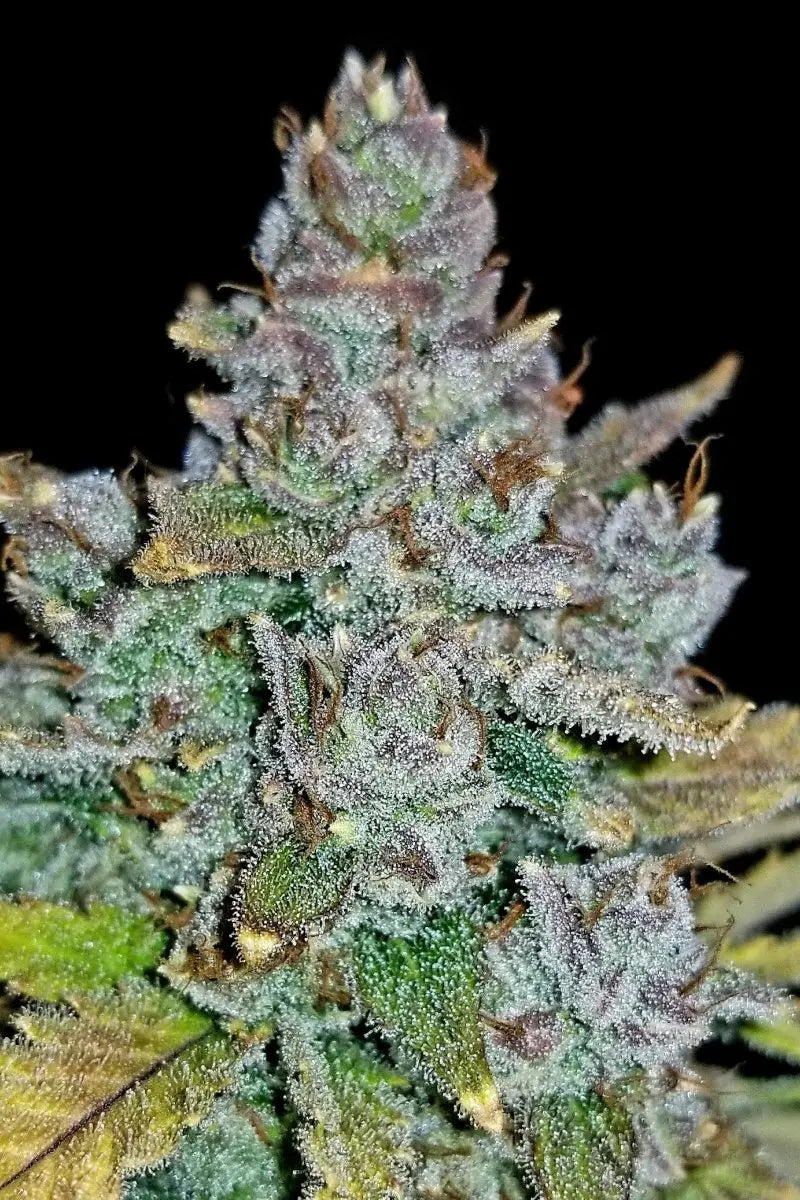 Blue Dream Auto FASTBUDS