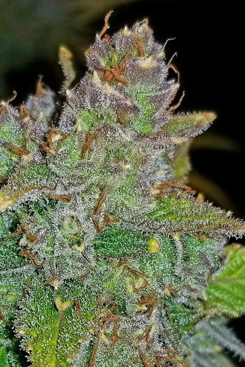 Blue Dream Auto FASTBUDS