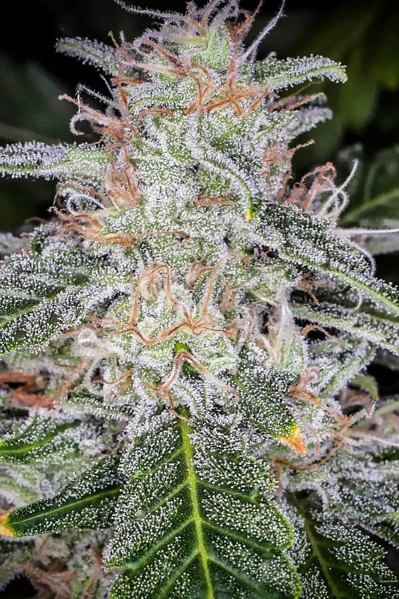 Blue Dream Auto FASTBUDS