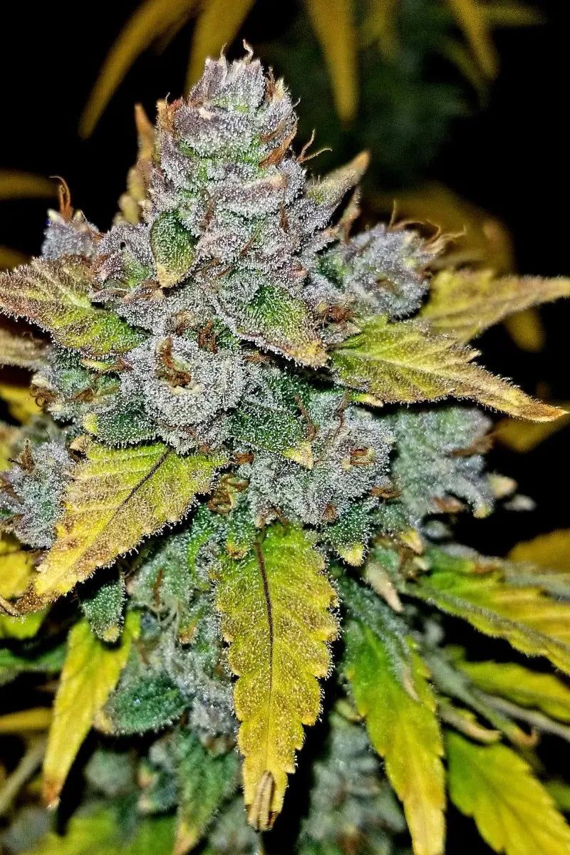 Blue Dream Auto FASTBUDS