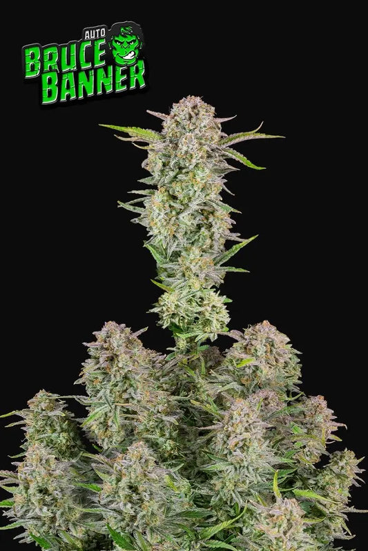 Bruce Banner Auto FASTBUDS