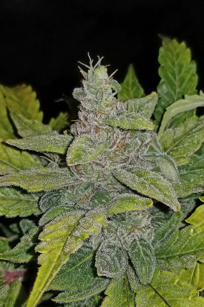 CBD Auto 1:1 (CBD Crack) FASTBUDS