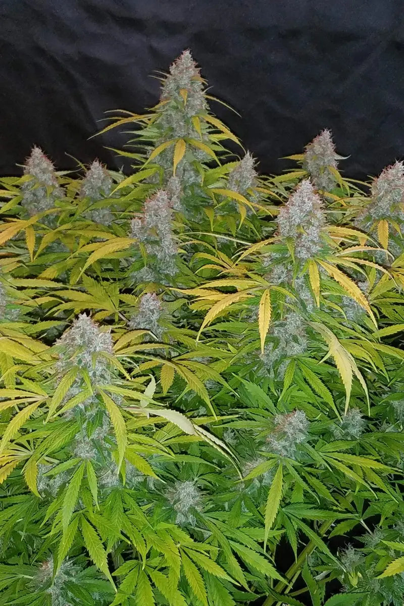 Californian Snow Auto FASTBUDS