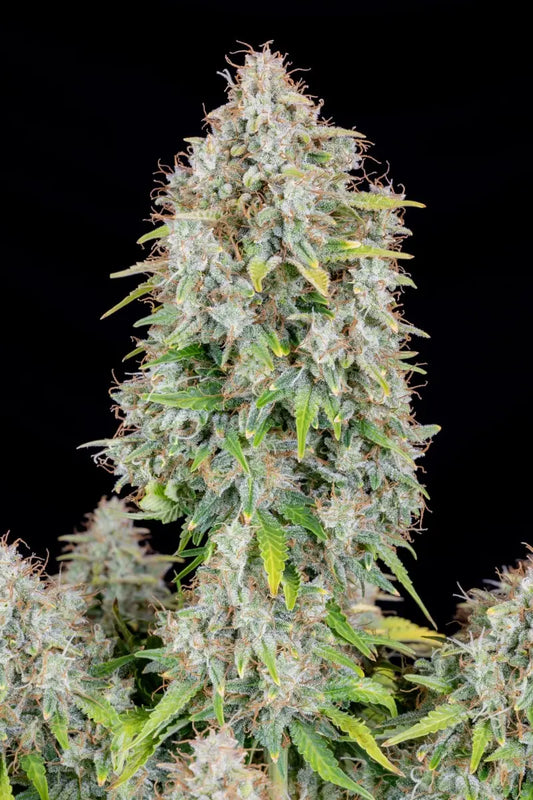 Cinderella Auto FASTBUDS