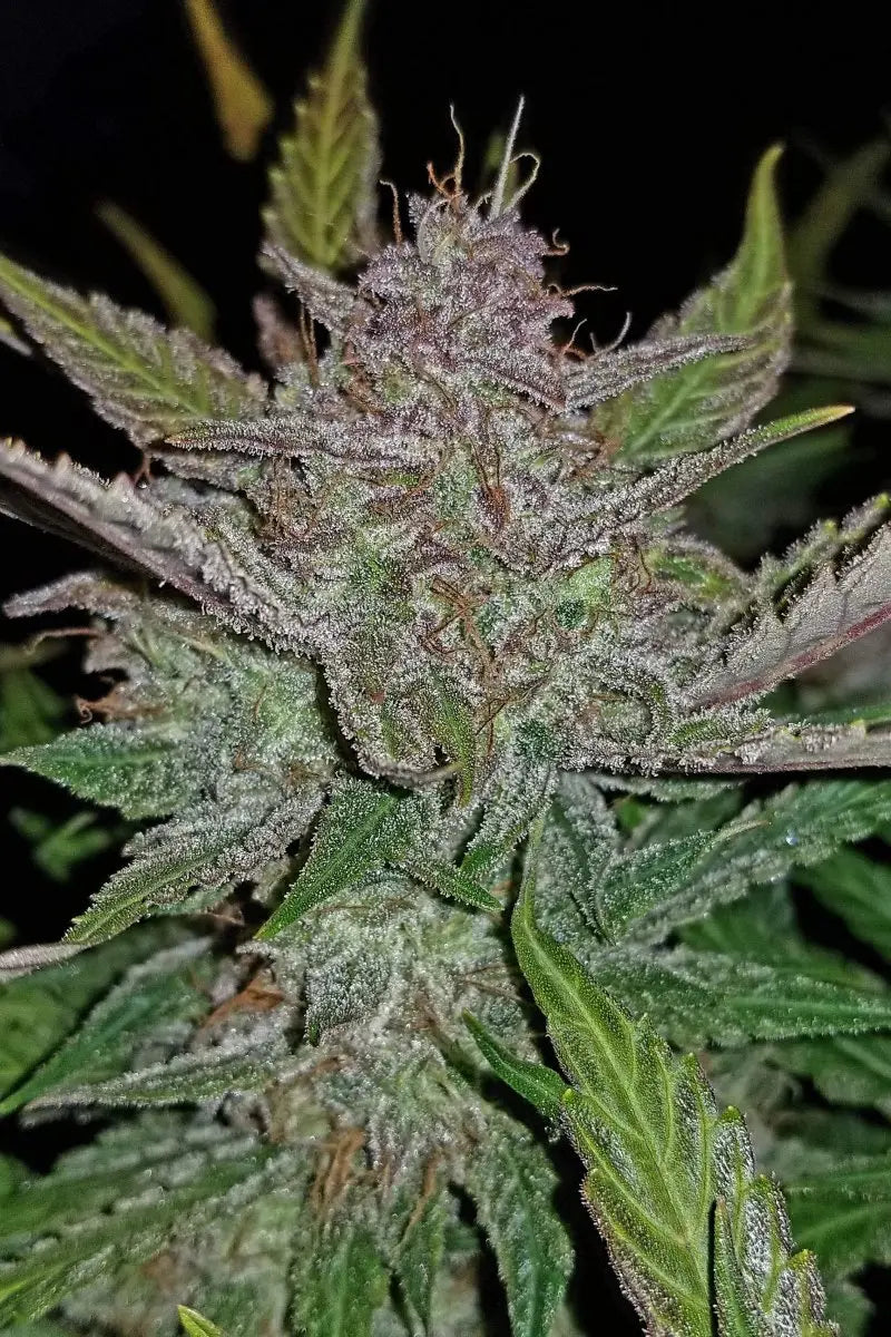 Cream Cookies Auto FASTBUDS