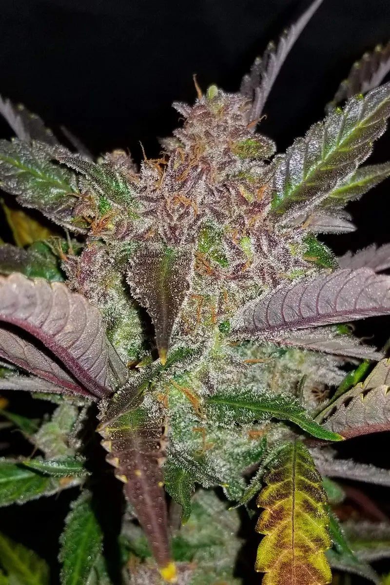 Cream Cookies Auto FASTBUDS