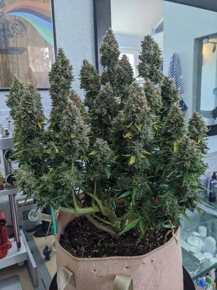 Critical Auto Tree Of Life Growshop - Gozo