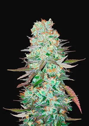 G14 Tree Of Life Growshop - Gozo