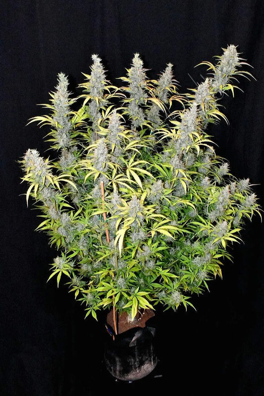 G14 Tree Of Life Growshop - Gozo