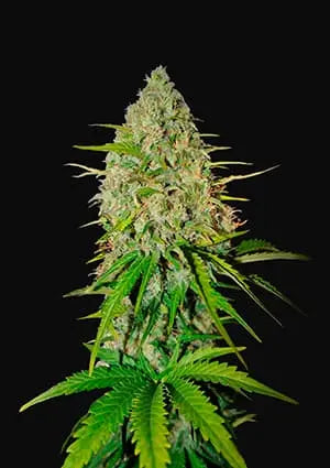 GRAPEFRUIT AUTO Tree Of Life Growshop - Gozo