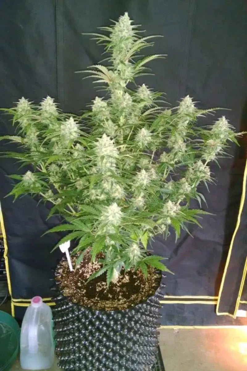 GRAPEFRUIT AUTO Tree Of Life Growshop - Gozo