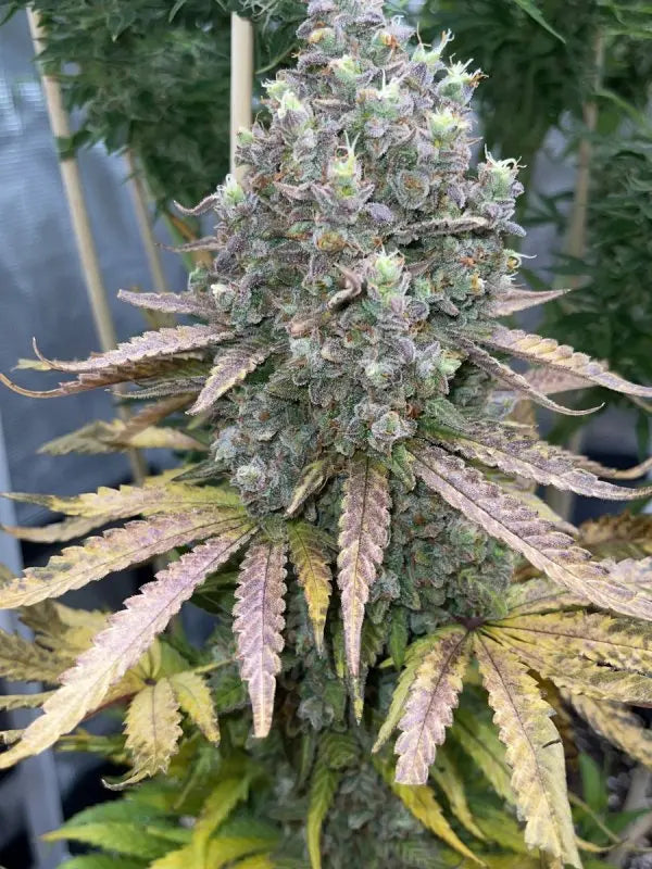 Gelato Auto FASTBUDS