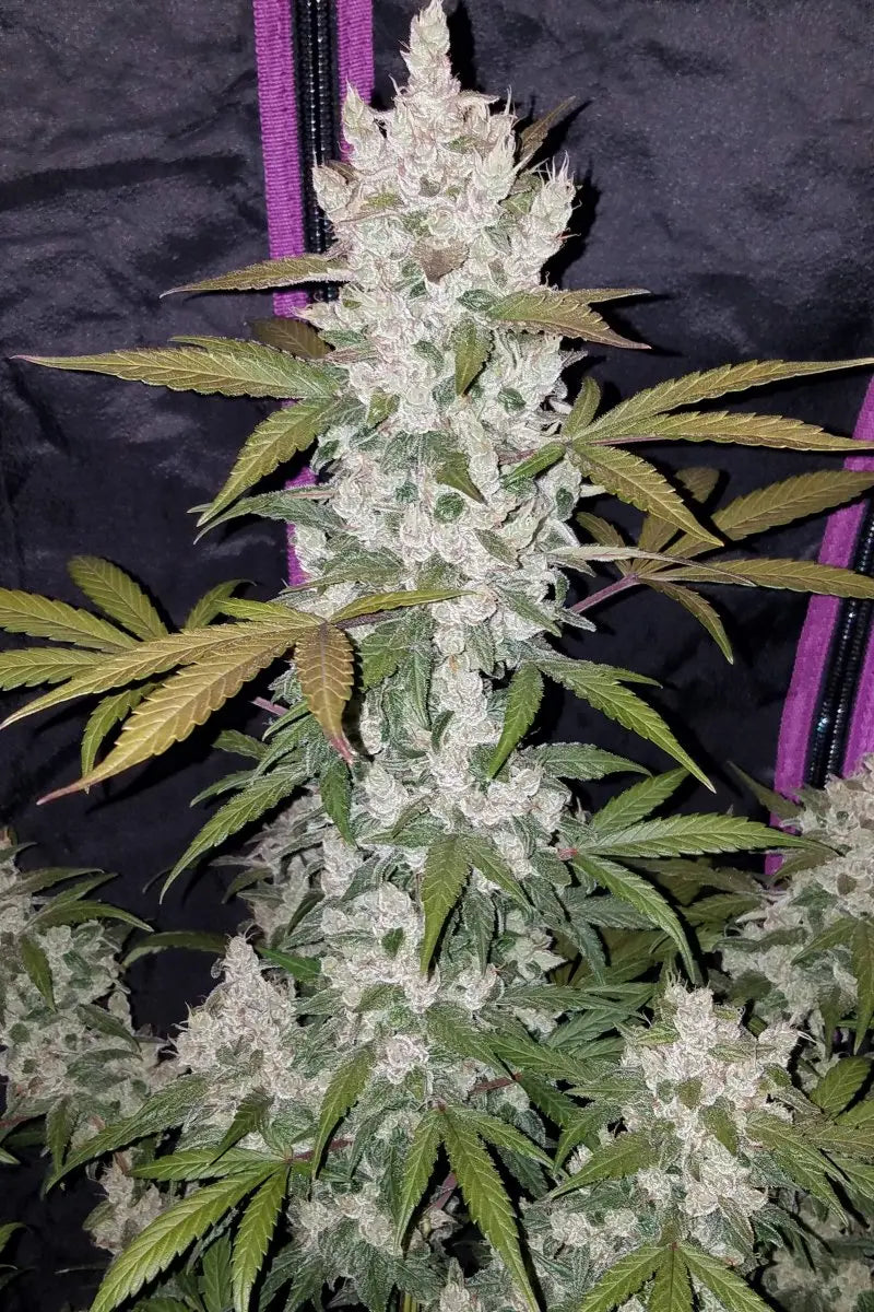 Girl Scout Cookies Auto FASTBUDS