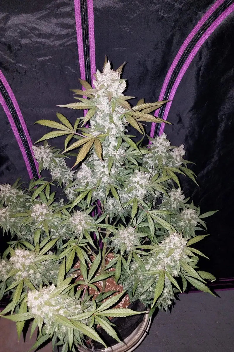 Girl Scout Cookies Auto FASTBUDS