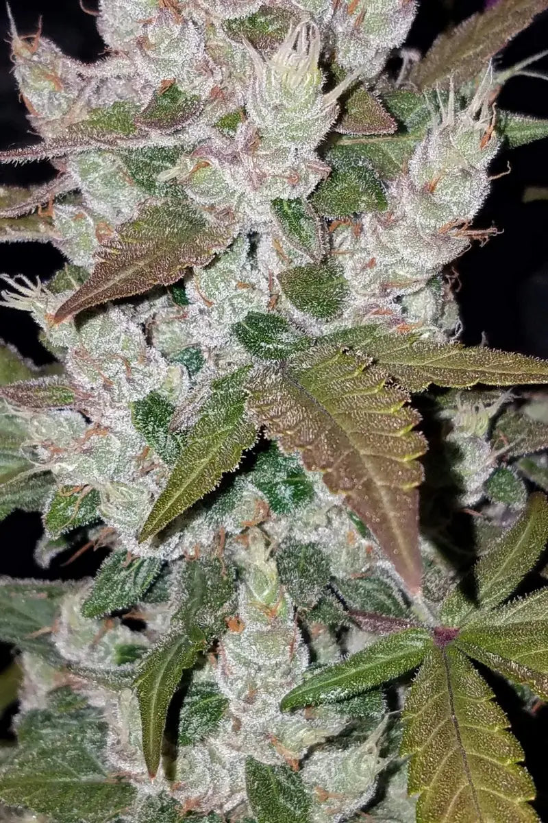 Girl Scout Cookies Auto FASTBUDS