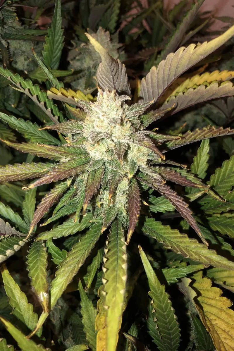 Gorilla Glue Auto FASTBUDS