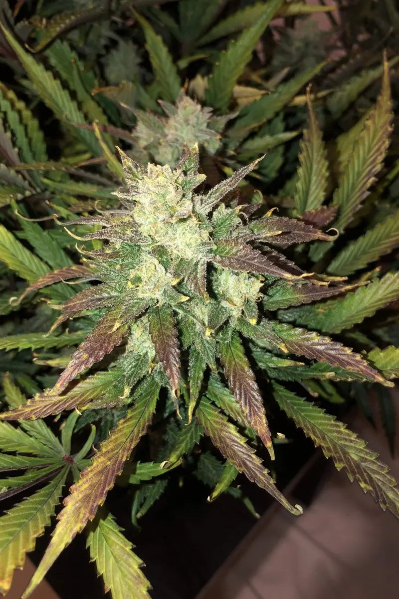 Gorilla Glue Auto FASTBUDS