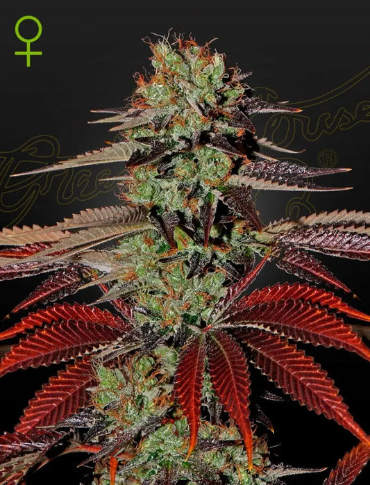 https://www.treeoflifegrow.com/cdn/shop/products/KINGS-KUSH-AUTO-_FEMINISED_-Green-House-Seeds-1665767581.jpg?v=1665767583&width=533