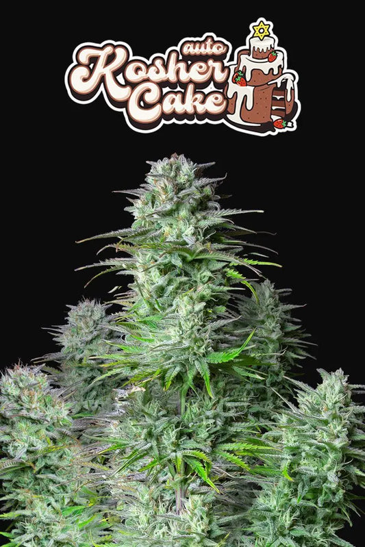 Kosher Cake Auto FASTBUDS