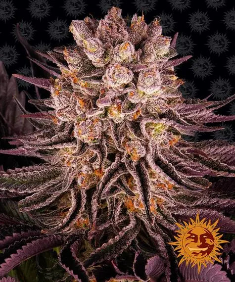 https://www.treeoflifegrow.com/cdn/shop/products/MIMOSA-X-ORANGE-PUNCH-Barney-s-Farm-1665762223.jpg?v=1665762225&width=533