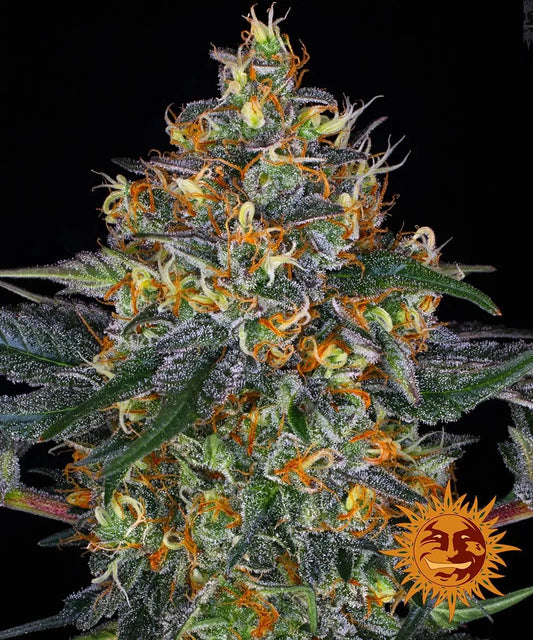 MOBY DICK AUTO Barney's Farm