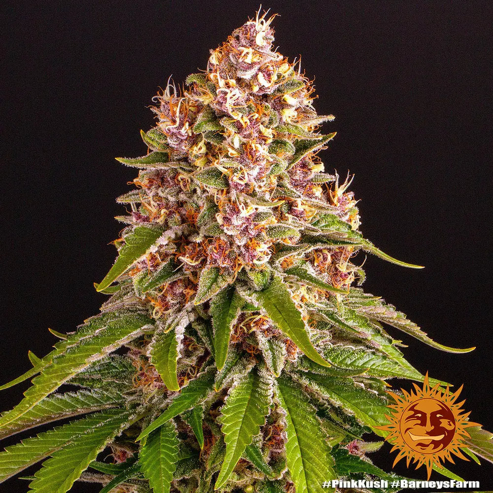 PINK KUSH Barney's Farm