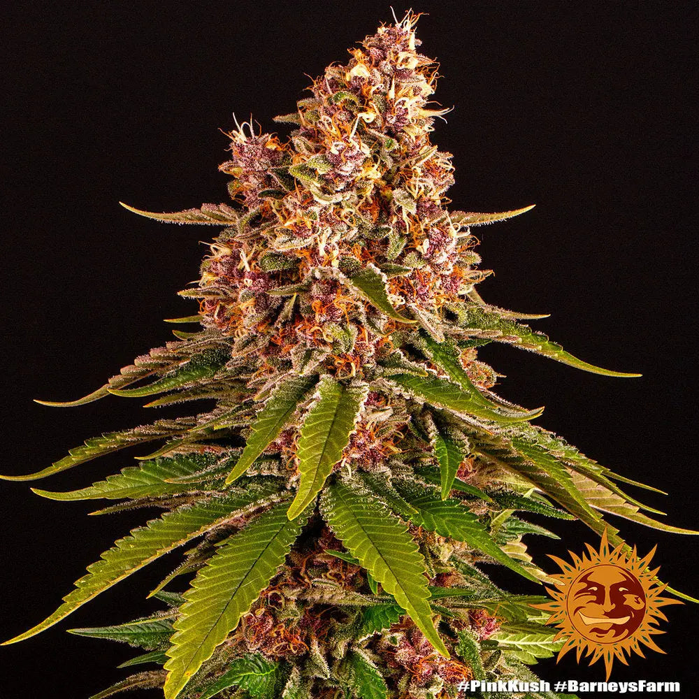 PINK KUSH Barney's Farm