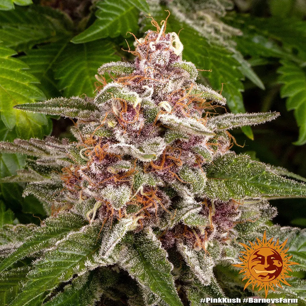 PINK KUSH Barney's Farm