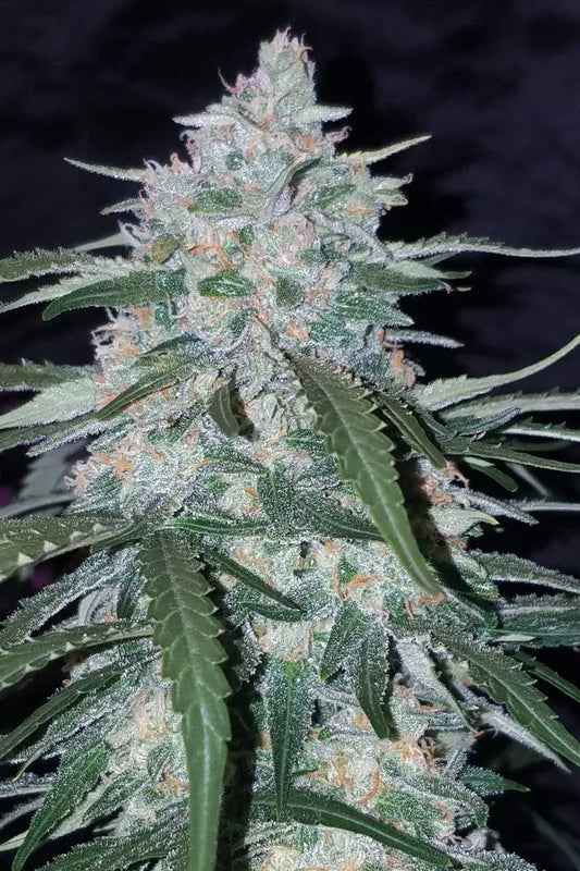 Pineapple Express Auto FASTBUDS