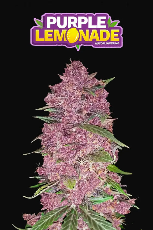 Purple Lemonade Auto FASTBUDS